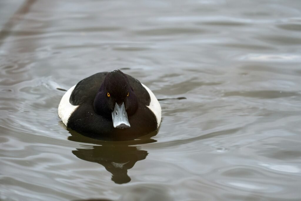 Nardančiosios antys: kuo jos išsiskiria tarp vandens paukščių