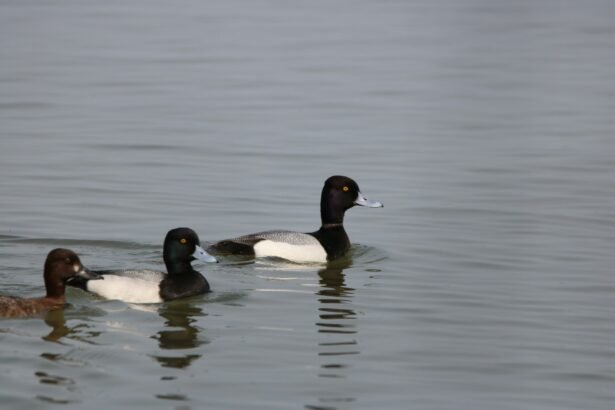 Nardančiosios antys: prisitaikymas ir rūšys