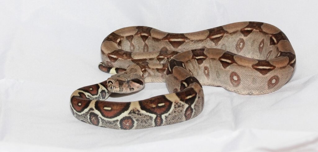 Paprastojo smauglio dydis