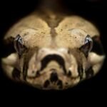 Paprastasis smauglys: tropikų gyvatė, jos dydis, gyvenimo būdas ir paplitimas