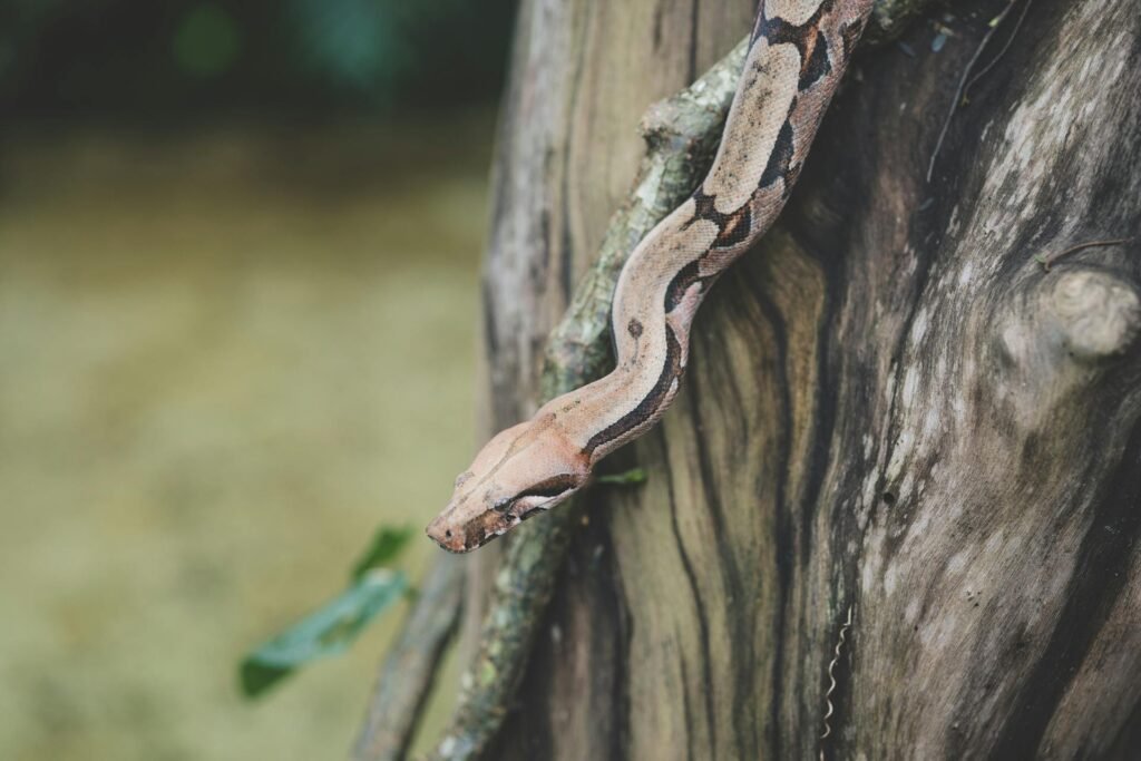 Kodėl paprastasis smauglys svarbus gamtai