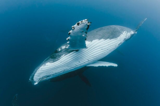 Raukšlėtasis banginis: rūšys, pavadinimas ir pagrindiniai bruožai