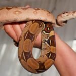 Naminės gyvatės: kokias rūšis galima auginti ir kaip jas prižiūrėti