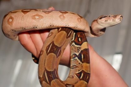 Naminės gyvatės: kokias rūšis galima auginti ir kaip jas prižiūrėti