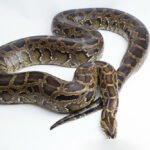 Pitonai: tinklinis, tigrinis, karališkasis ir birmos pitonas – rūšys, skirtumai ir ypatybės
