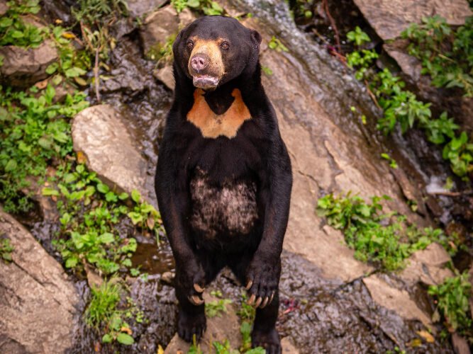 Įdomūs faktai apie tikruosius lokius