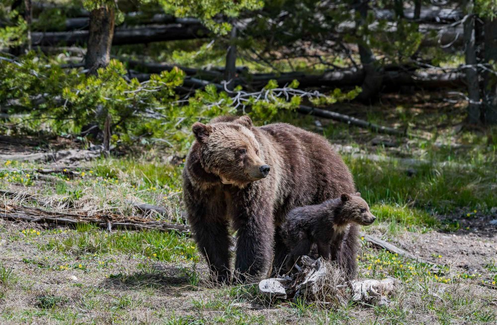 Tikrųjų lokių rūšys pasaulyje
