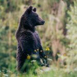 Tikrieji lokiai: rūšys, ypatybės ir paplitimas pasaulyje