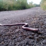 Trapusis gluodenas: driežas, dažnai painiojamas su gyvate