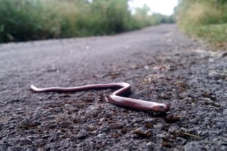 Trapusis gluodenas: driežas, dažnai painiojamas su gyvate