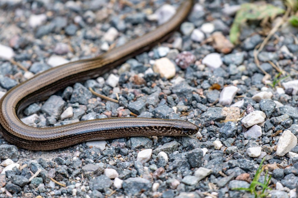 Kodėl svarbu saugoti trapųjį gluodeną