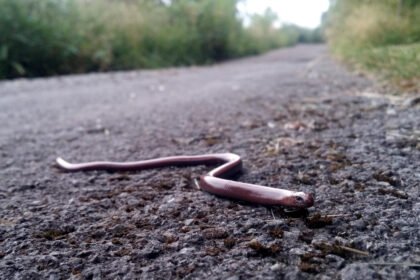 Trapusis gluodenas: driežas, dažnai painiojamas su gyvate