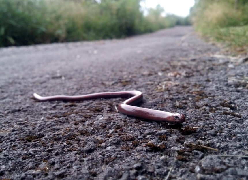 Trapusis gluodenas: driežas, dažnai painiojamas su gyvate