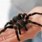 Voro įkandimas: simptomai, pavojus ir gydymas