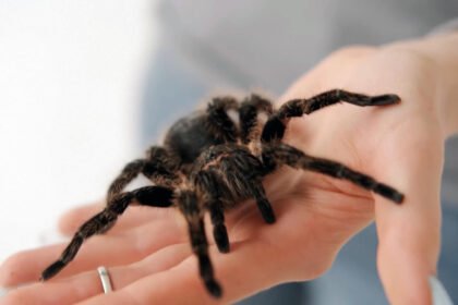 Voro įkandimas: simptomai, pavojus ir gydymas