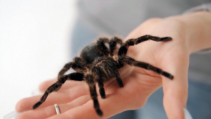 Voro įkandimas: simptomai, pavojus ir gydymas