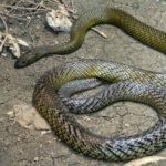 Žemyninis taipanas: nuodingiausia gyvatė pasaulyje ir jos ypatybės