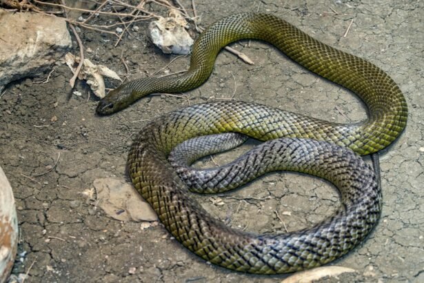 Žemyninis taipanas: nuodingiausia gyvatė pasaulyje ir jos ypatybės