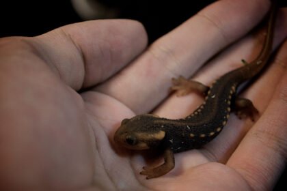 Krokodilinis tritonas: kuo jis išskirtinis?