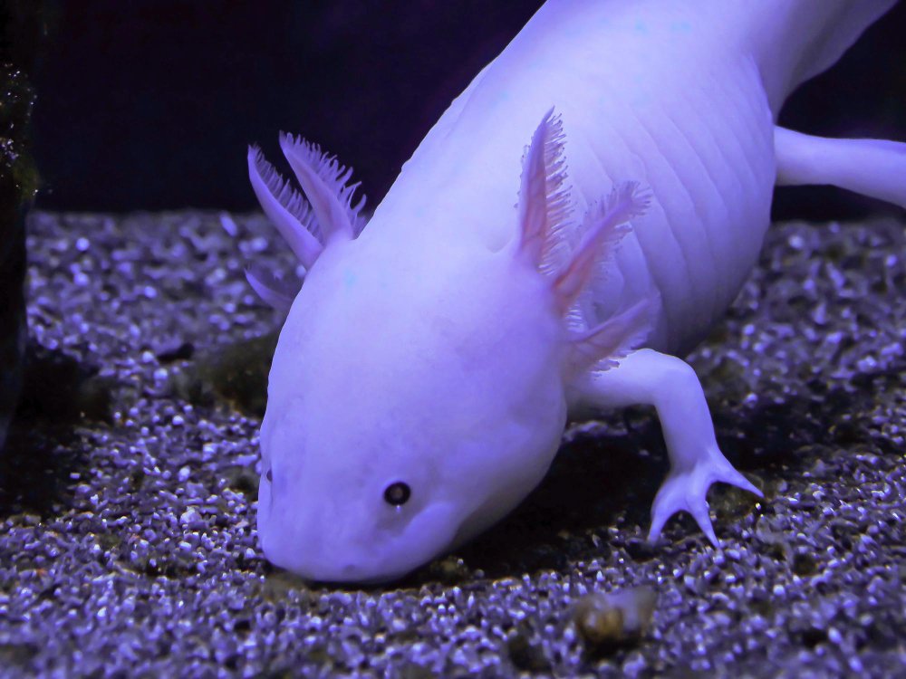 Kokio akvariumo reikia aksolotliui?