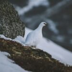 Baltasis tetervinas: kuo jis išskirtinis?