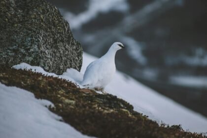 Baltasis tetervinas: kuo jis išskirtinis?