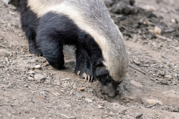 Bitėdis barsukas: kuo jis išskirtinis ir kodėl laikomas pavojingu?