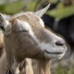 Ožkos išmatų rutuliukai: kodėl ožkos tuštinasi granulėmis?