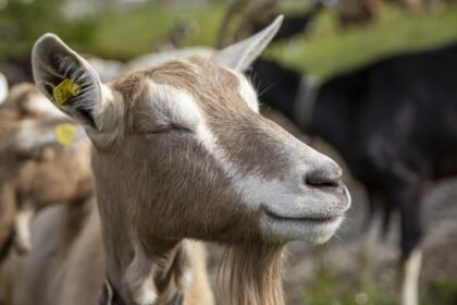 Ožkos išmatų rutuliukai: kodėl ožkos tuštinasi granulėmis?