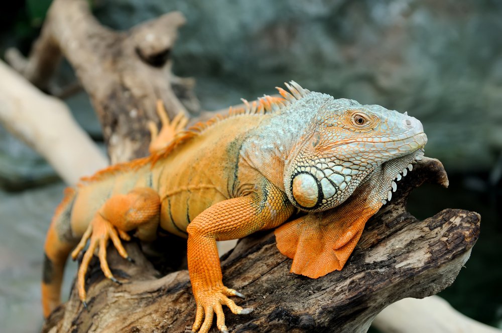 Iguanos ir jų giminaičiai