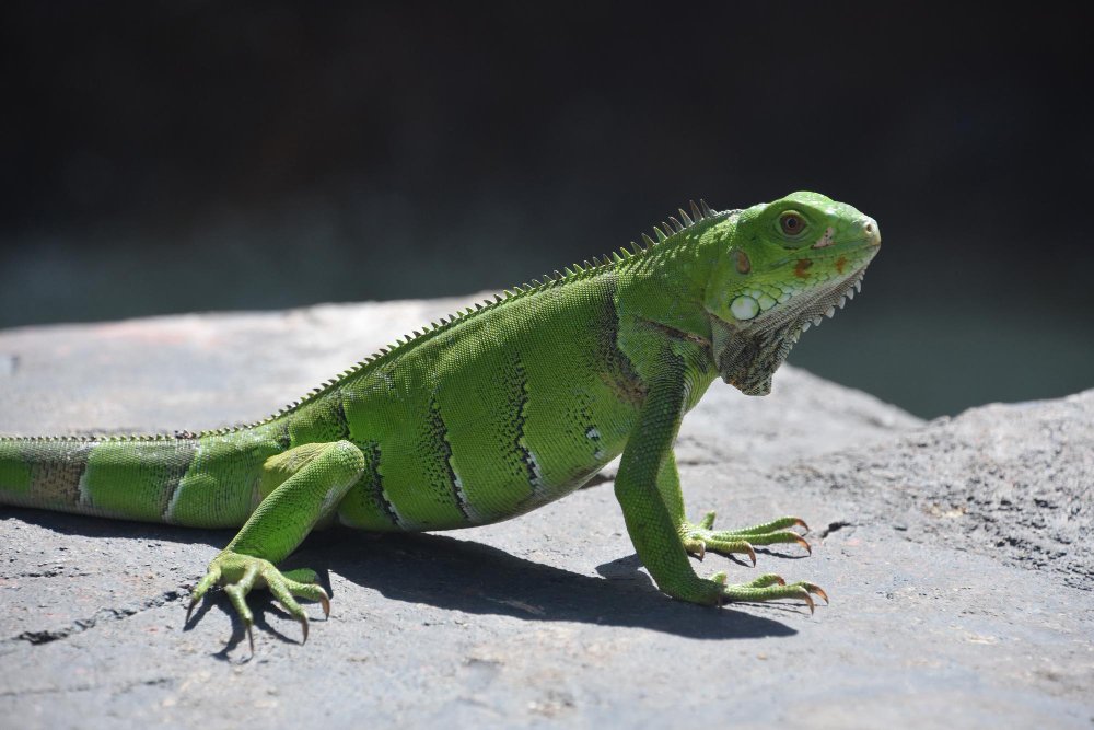Žalioji iguana