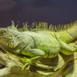 Iguanų rūšys: žalioji, jūrinė ir kitos tikrosios iguanos
