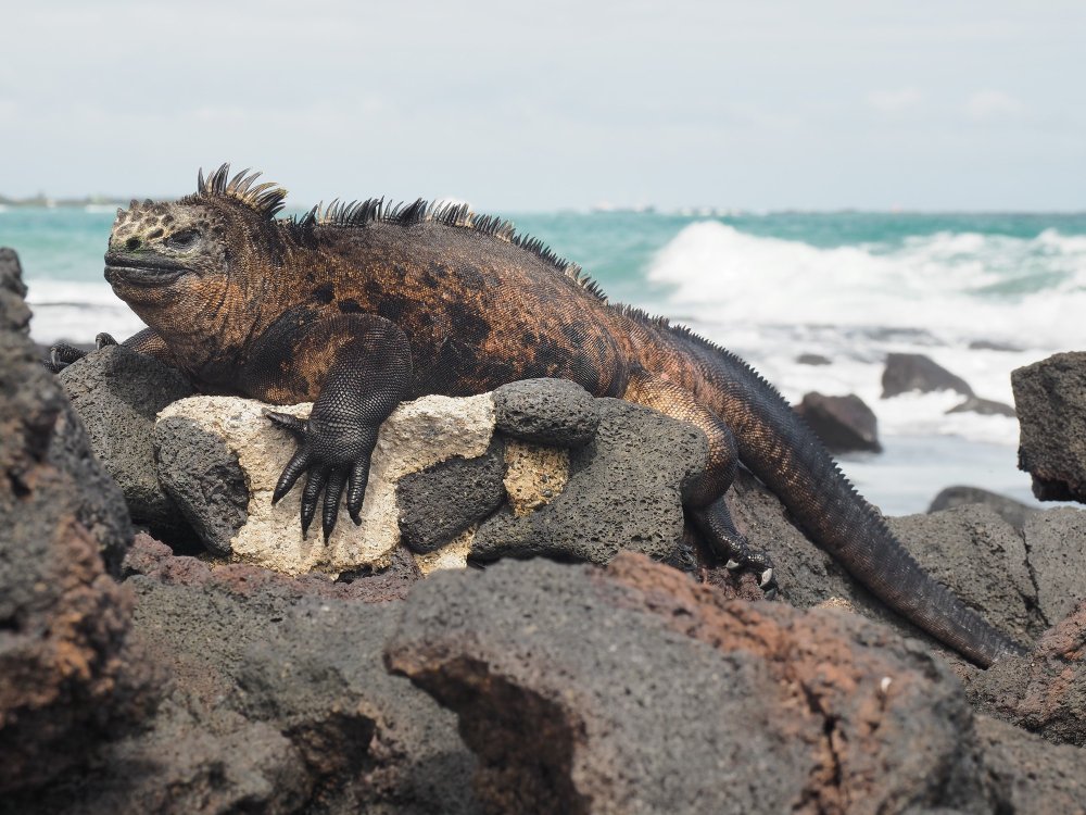 Kitos tikrosios iguanos