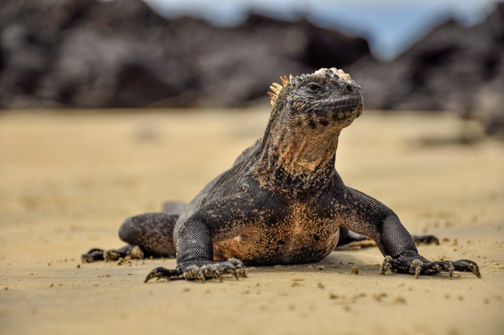 Jūrinė iguana