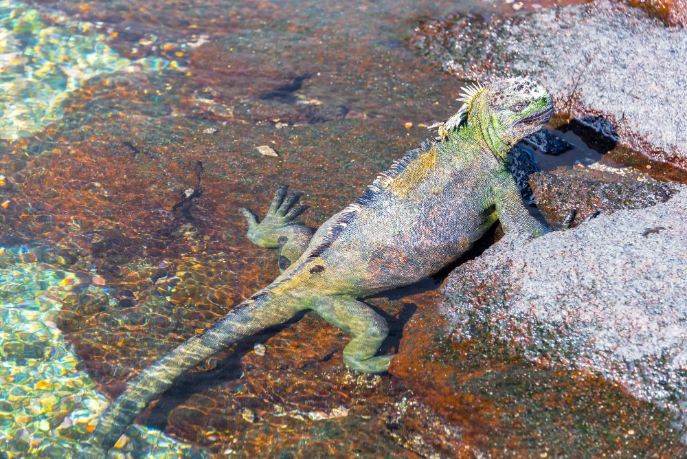 Kuo minta iguanos?