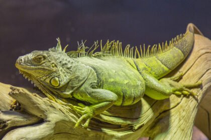 Iguanų rūšys: žalioji, jūrinė ir kitos tikrosios iguanos