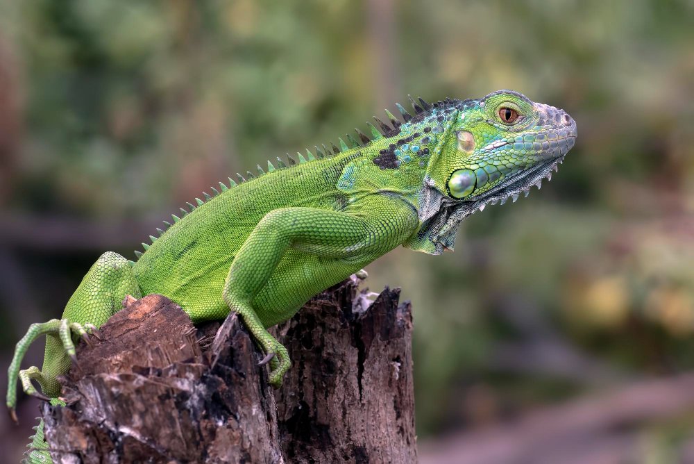 Ar iguanos pavojingos?