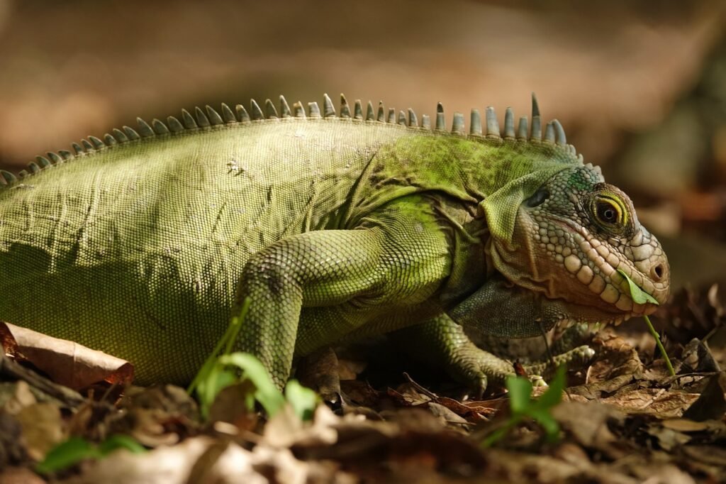 Įdomūs faktai apie iguanas