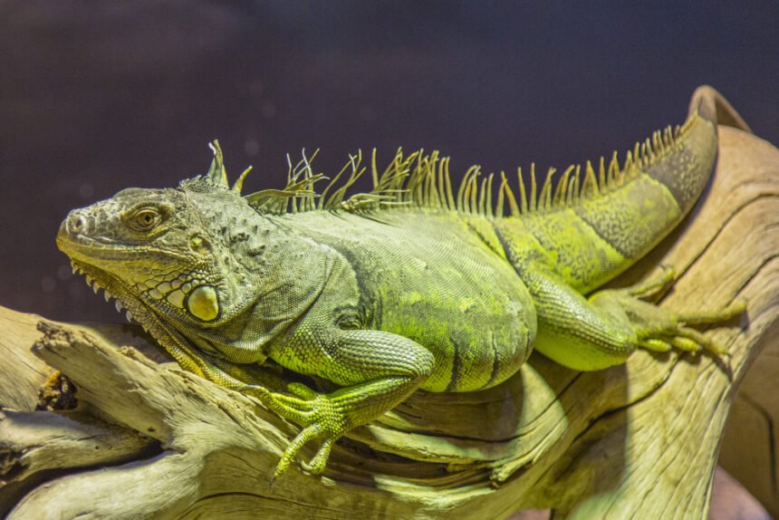 Iguanų rūšys: žalioji, jūrinė ir kitos tikrosios iguanos