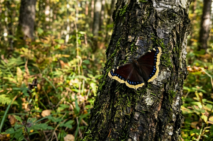Admirolas, machaonas ir kiti puošnūs drugiai