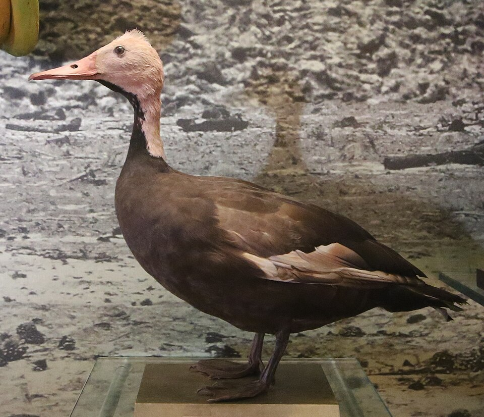 Labai retos antys: nykstančios rūšys