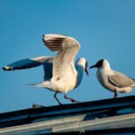 Kiras ir žuvėdra: kuo skiriasi šie paukščiai?