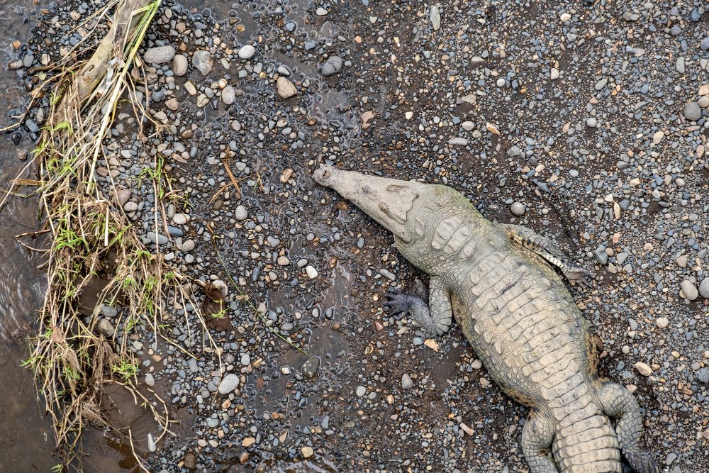 Kaip krokodilo anatomija padeda išgyventi