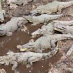Krokodilo anatomija: dantys, liežuvis ir kūno ypatybės