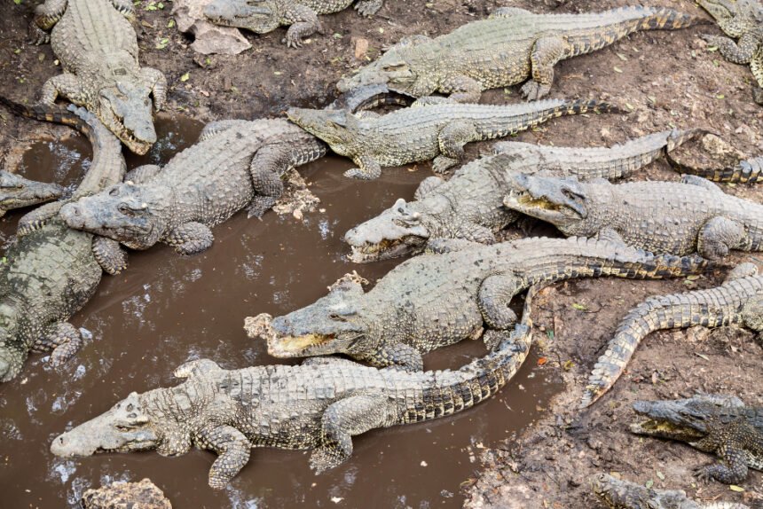 Krokodilo anatomija: dantys, liežuvis ir kūno ypatybės