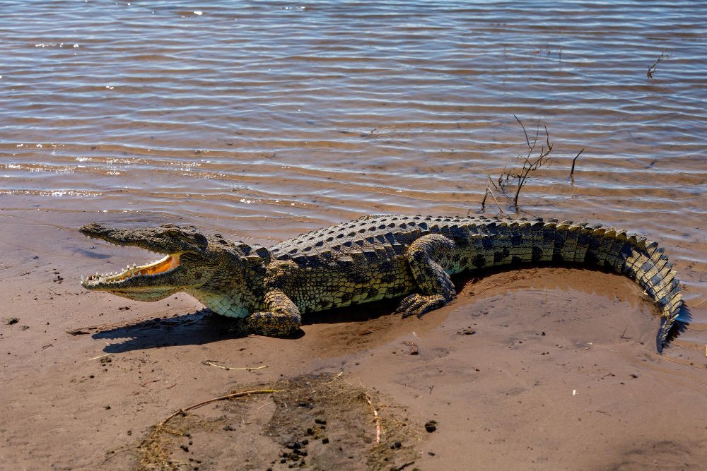 Krokodilo kūno ypatybės