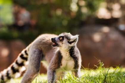 Naminis lemuras: ar galima laikyti lemurą namuose?