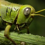 Žiogai ir maldininkai: kuo skiriasi šie vabzdžiai?