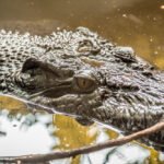 Misisipės aligatorius: ypatybės, buveinė ir elgsena