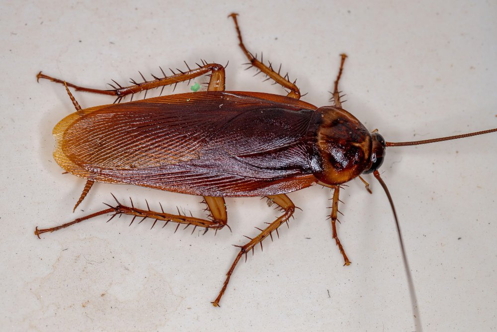 Amerikinis tarakonas